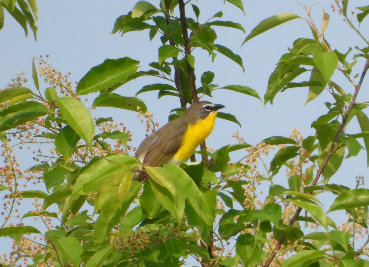 Yellow-breasted Chat - ML636824287