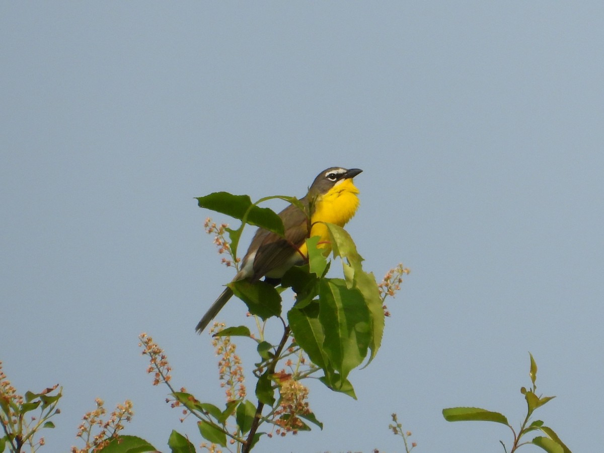 Yellow-breasted Chat - ML636824288