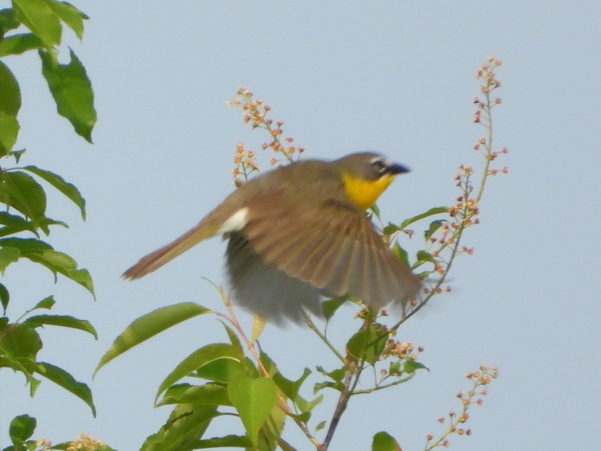 Yellow-breasted Chat - ML636824289
