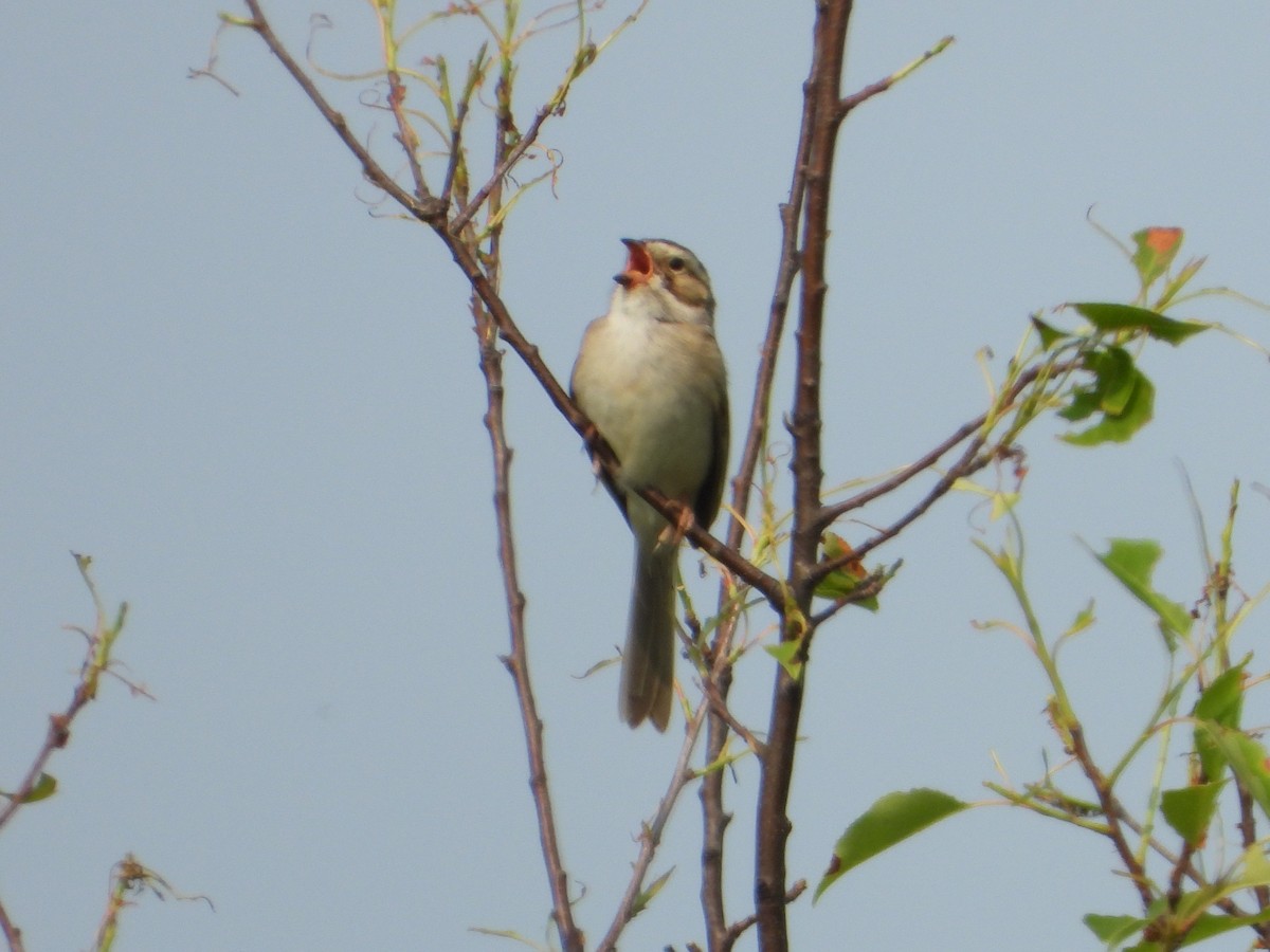 Clay-colored Sparrow - ML636824295