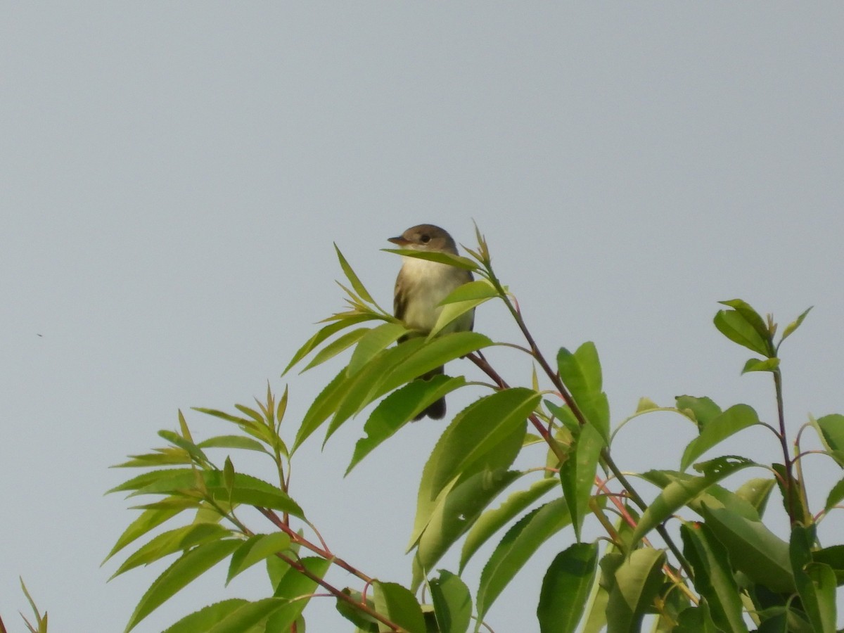 Willow Flycatcher - ML636824311