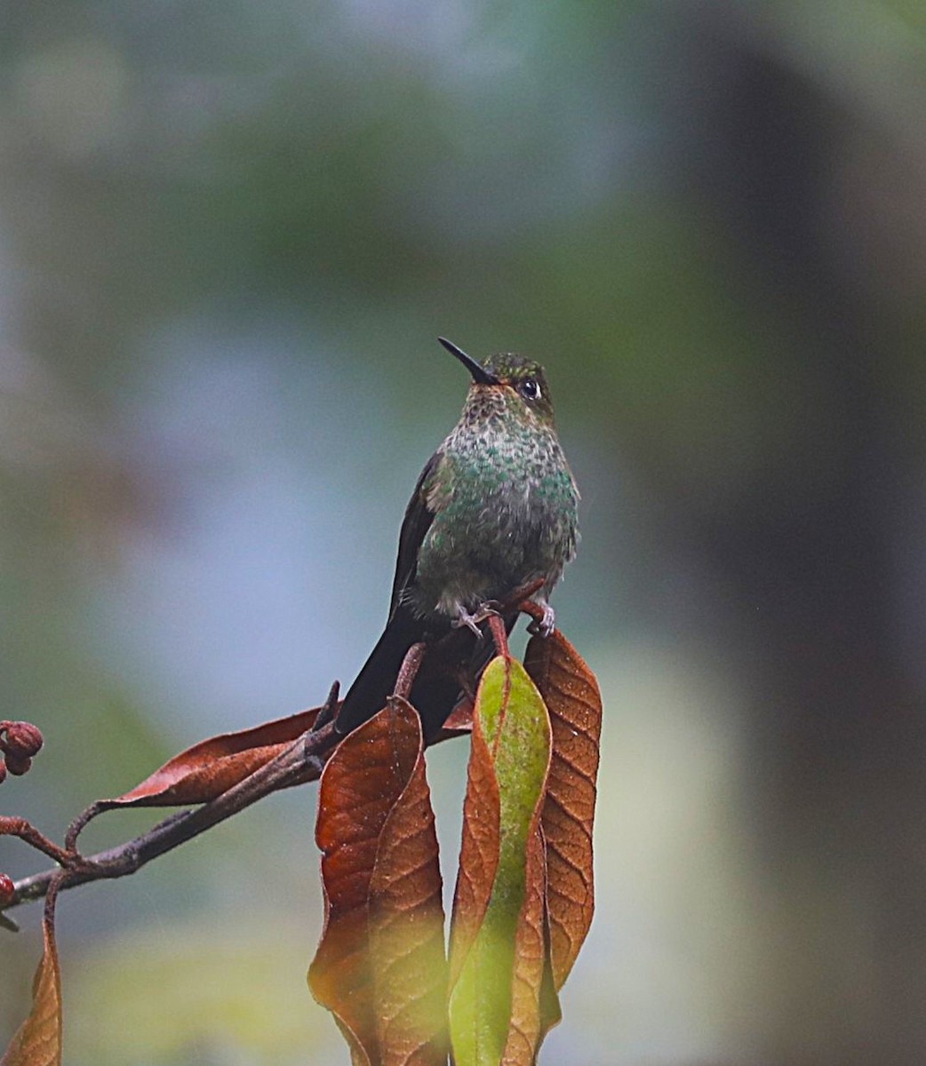 Buff-thighed Puffleg - ML636824324