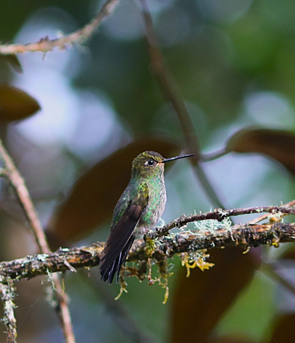 Buff-thighed Puffleg - ML636824325