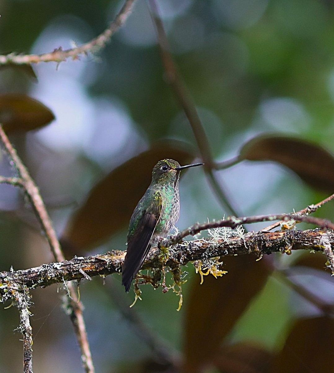 Buff-thighed Puffleg - ML636824326