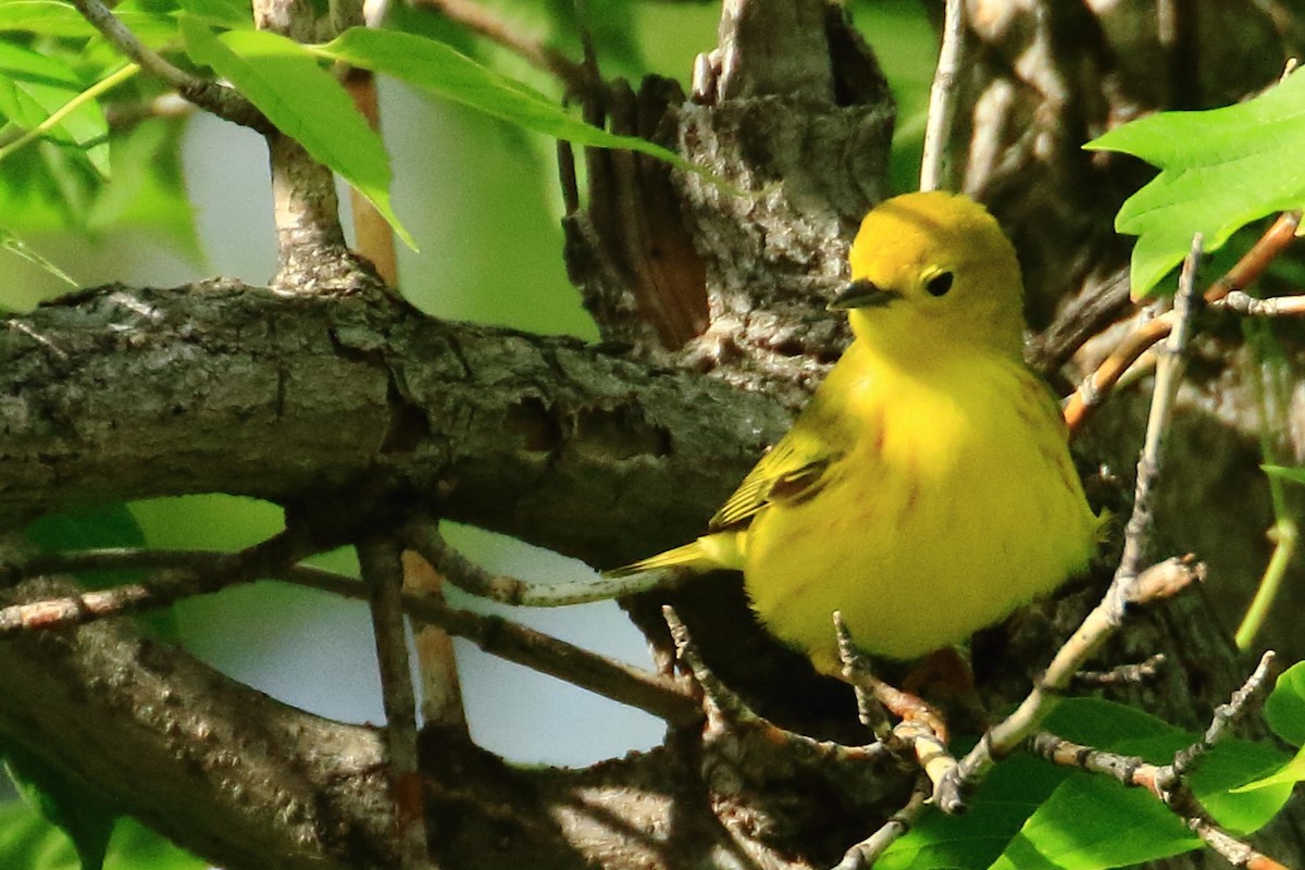 Yellow Warbler - ML636824523