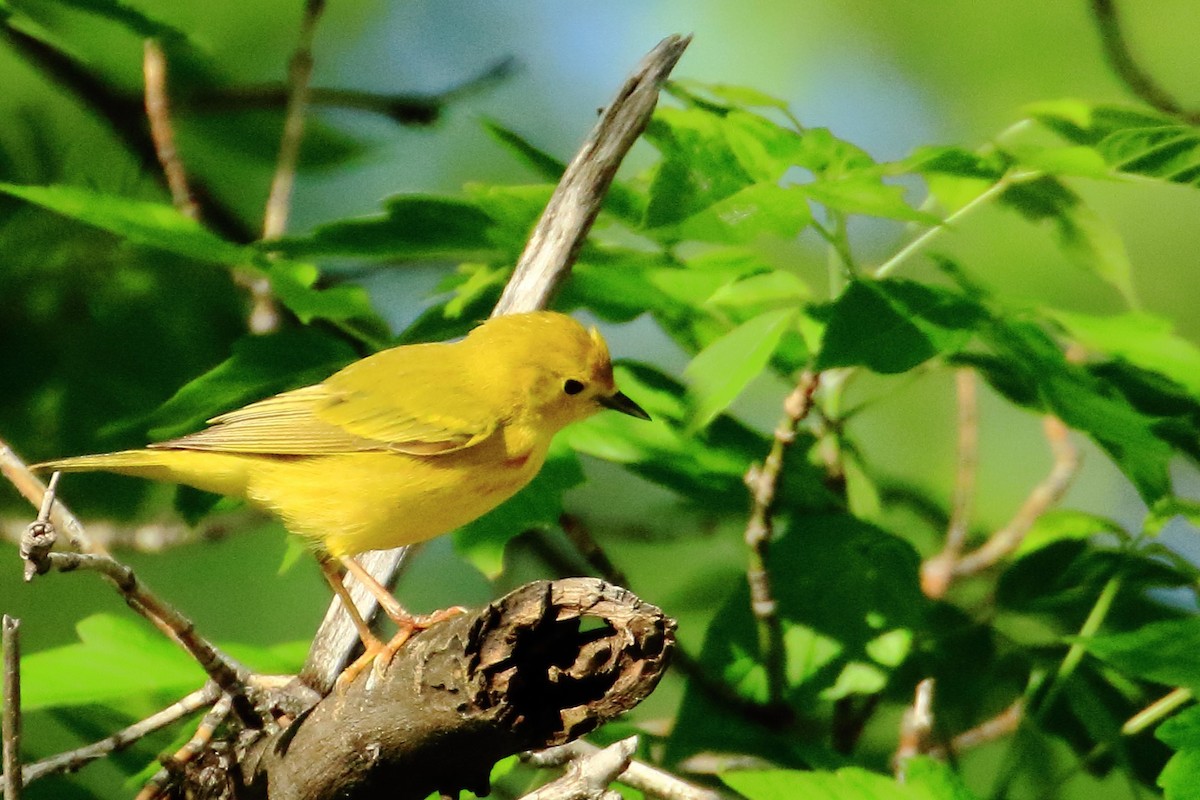 Yellow Warbler - ML636824525