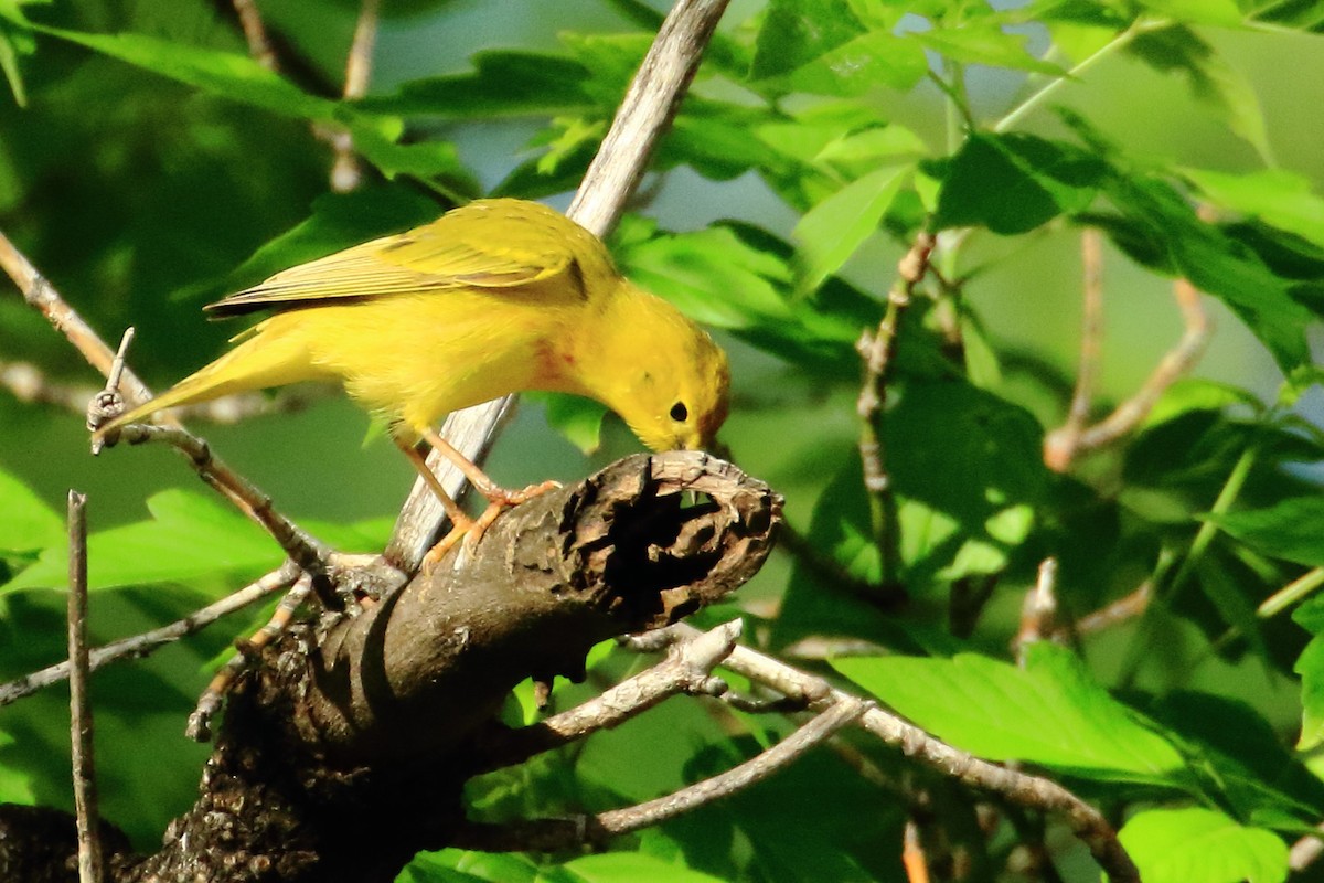 Yellow Warbler - ML636824526