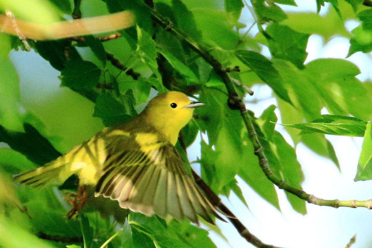 Yellow Warbler - ML636824527