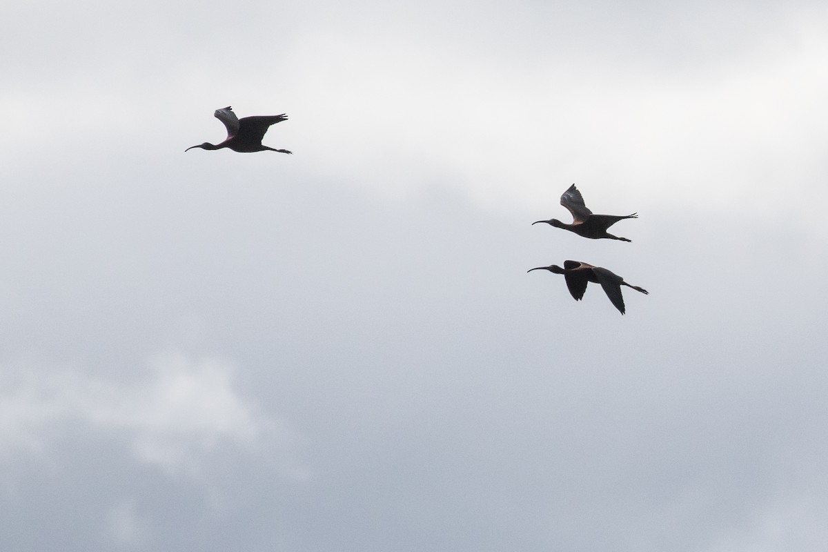 Mignattaio - ML636824584