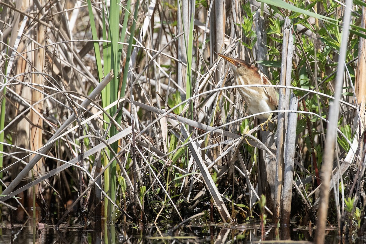 Least Bittern - ML636824600