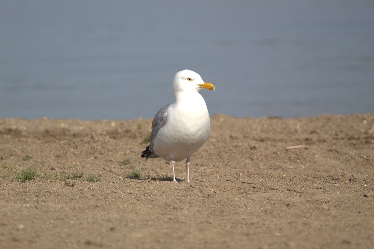 American Herring Gull - ML636824615