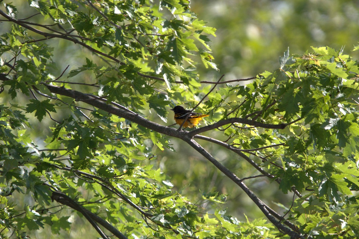 Baltimore Oriole - ML636824672