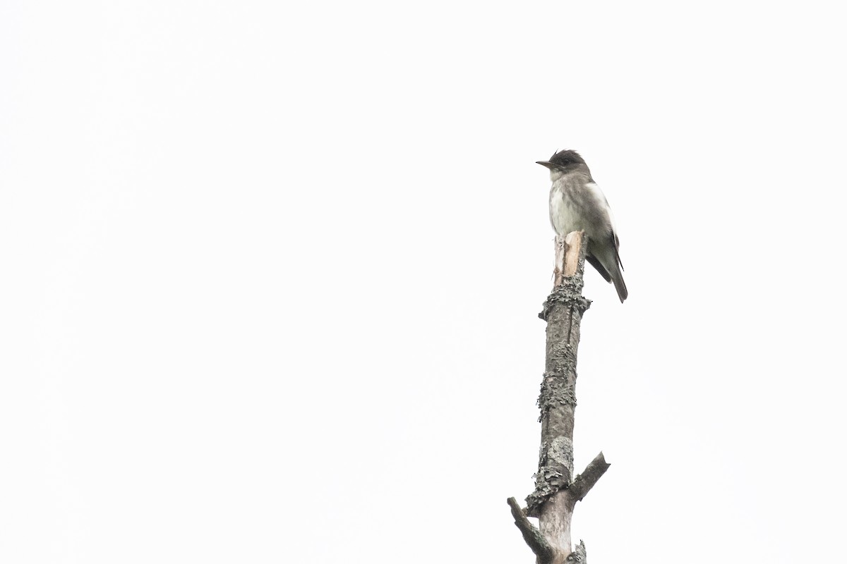 Olive-sided Flycatcher - ML636824678