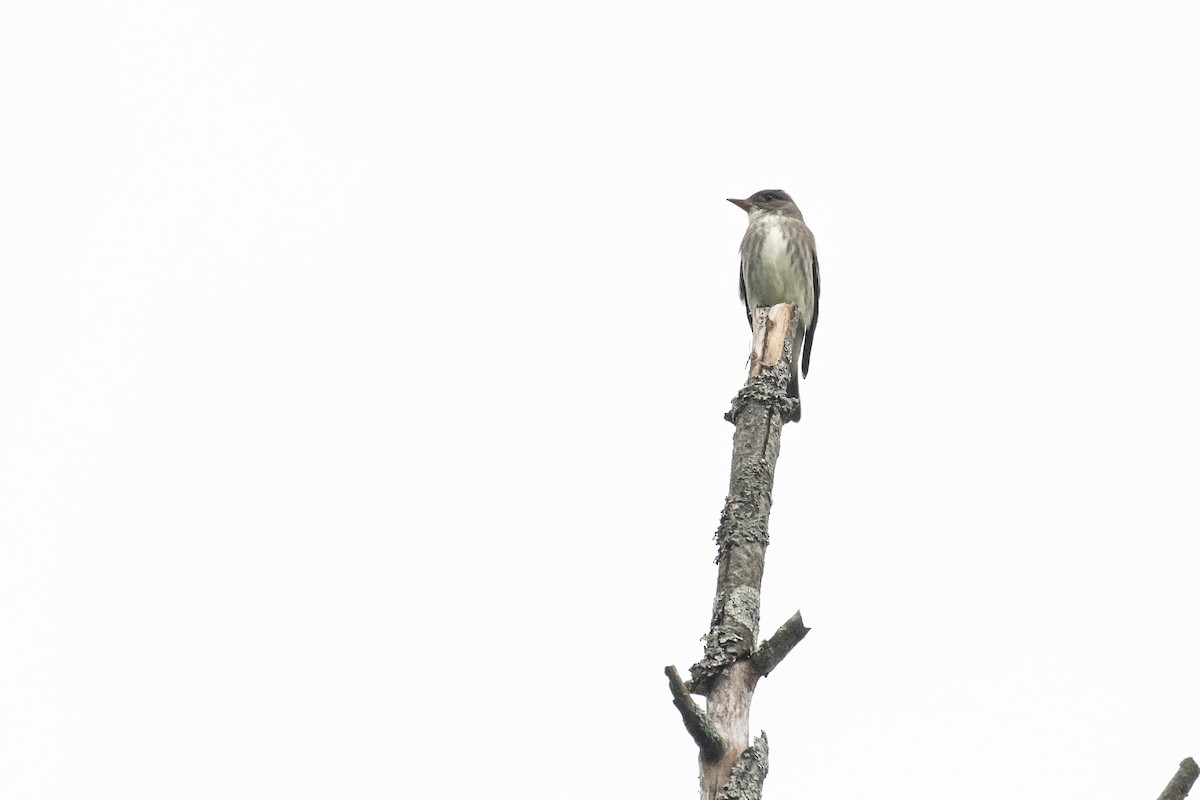 Olive-sided Flycatcher - ML636824679
