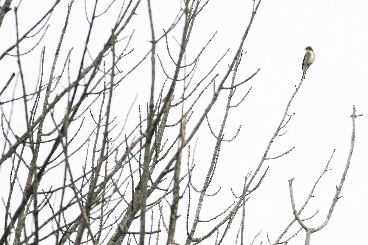 Olive-sided Flycatcher - ML636824680