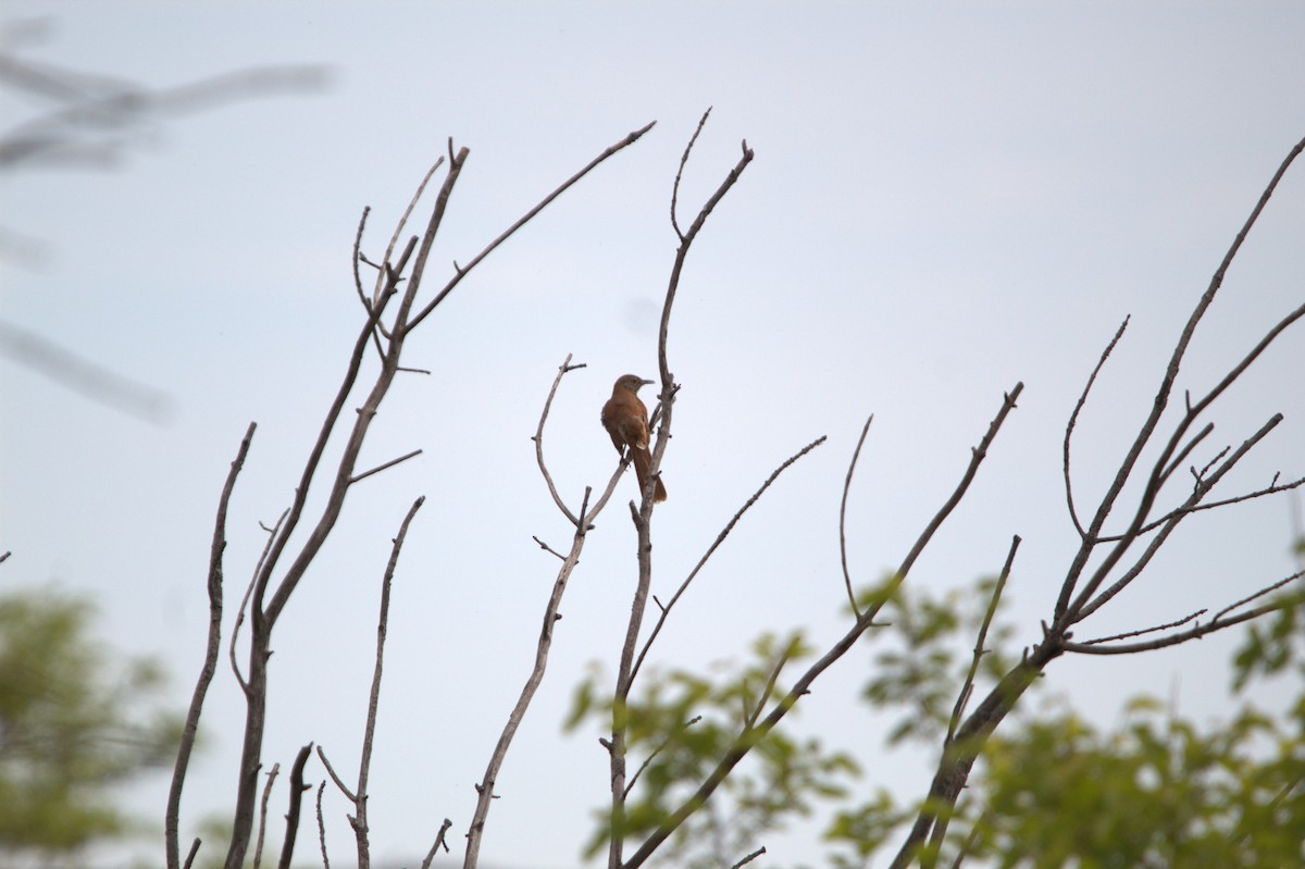 Brown Thrasher - ML636824697