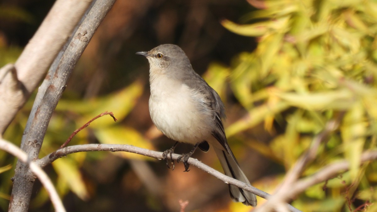 Northern Mockingbird - ML636824710