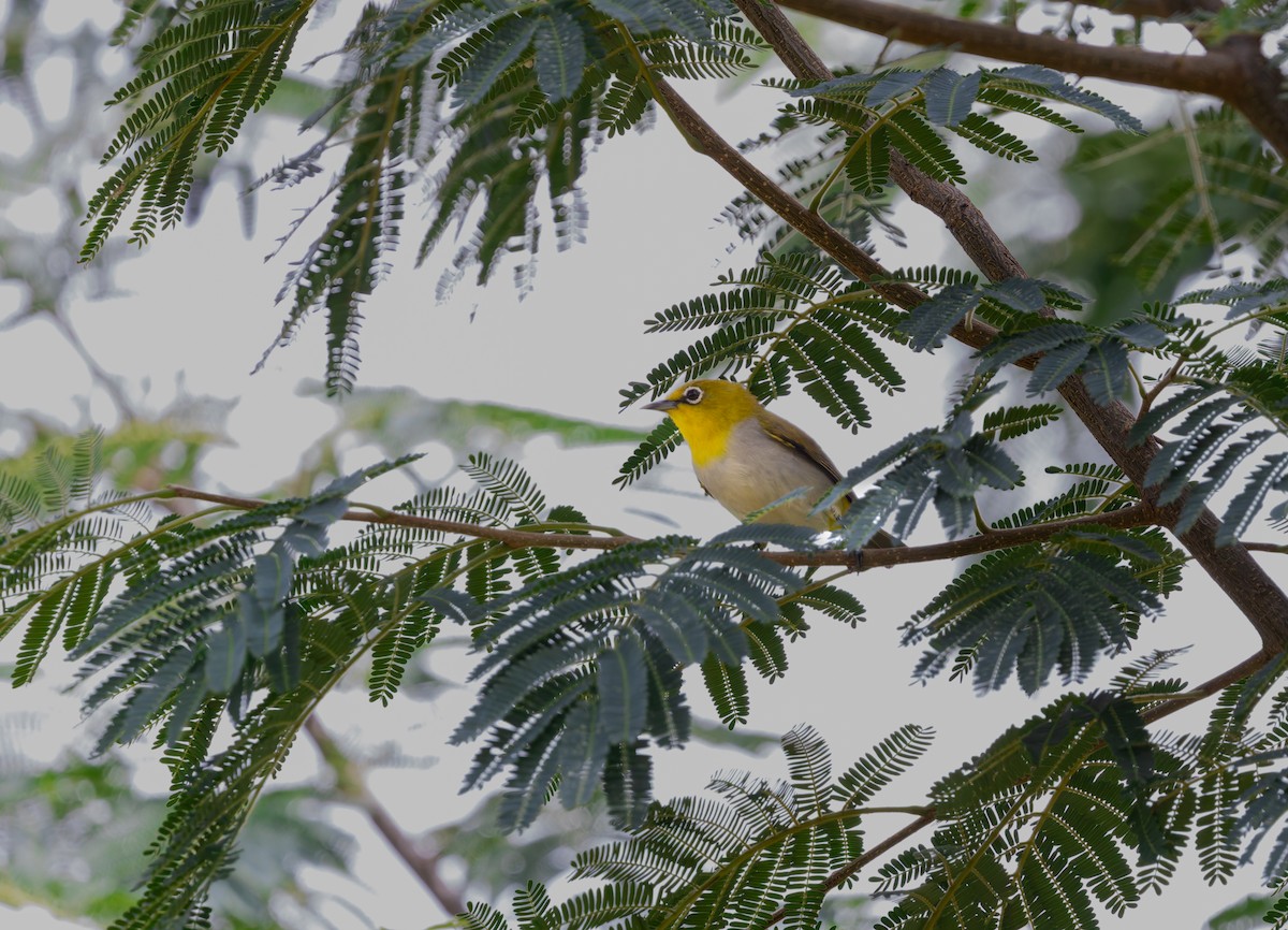 Indian White-eye - ML636824726