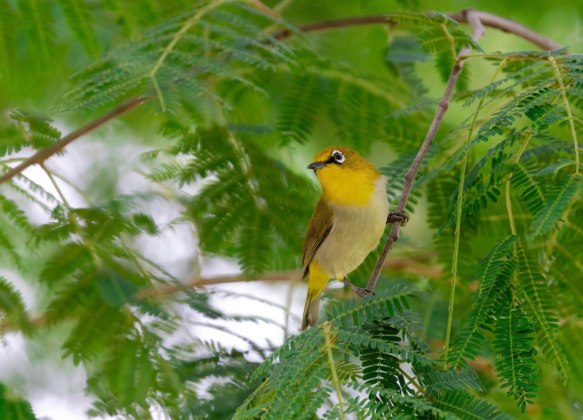 Indian White-eye - ML636824730