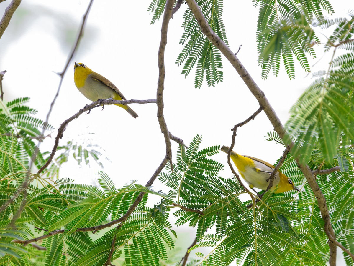 Indian White-eye - ML636824732