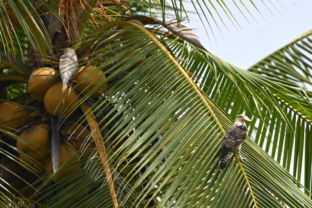 Yellow-headed Caracara - ML636824806