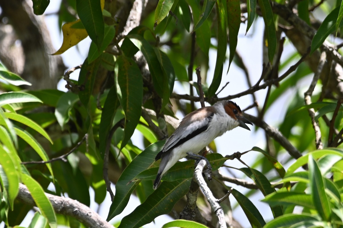 Black-crowned Tityra - ML636824834