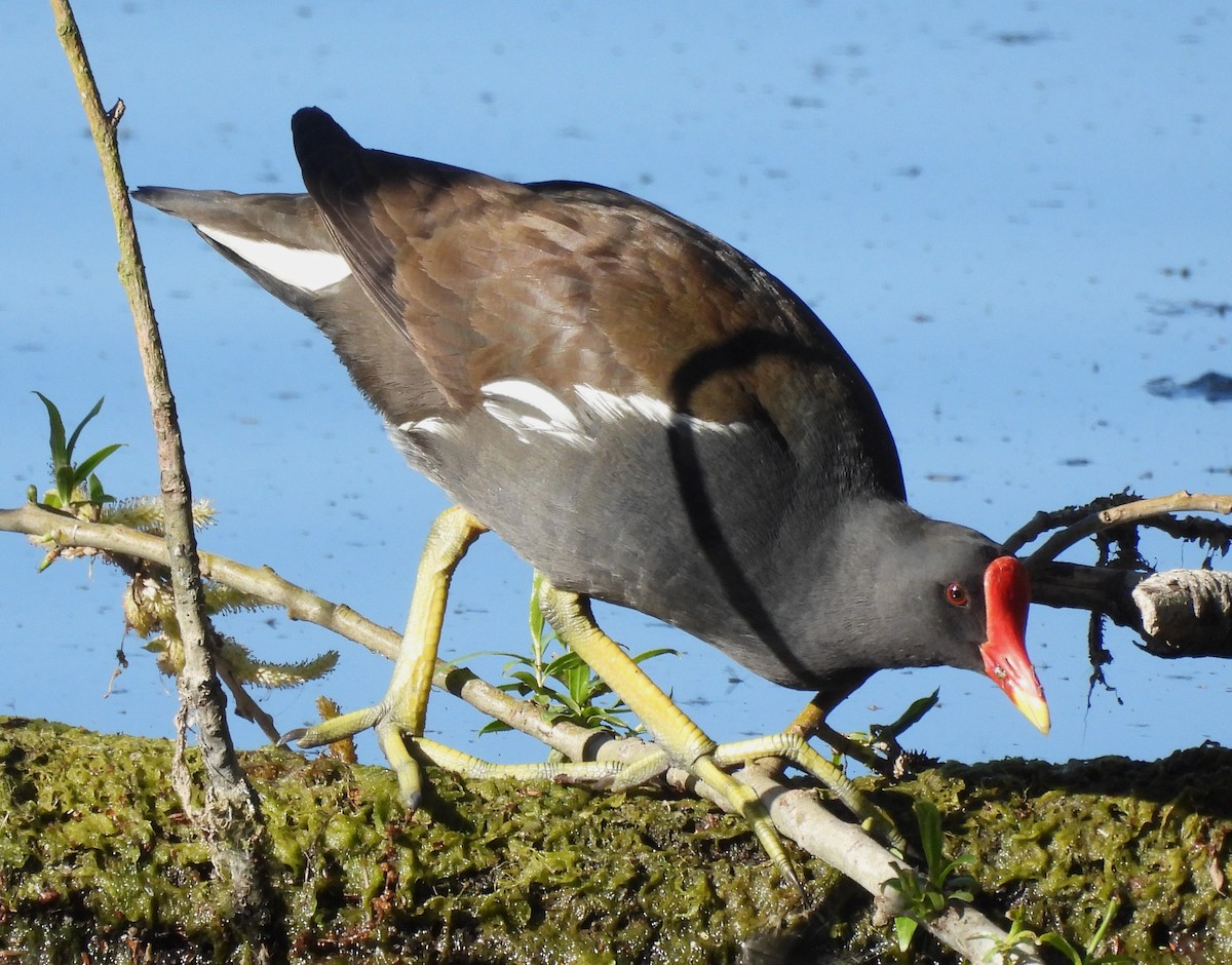 Хажилгат түнжүүр - ML636824855