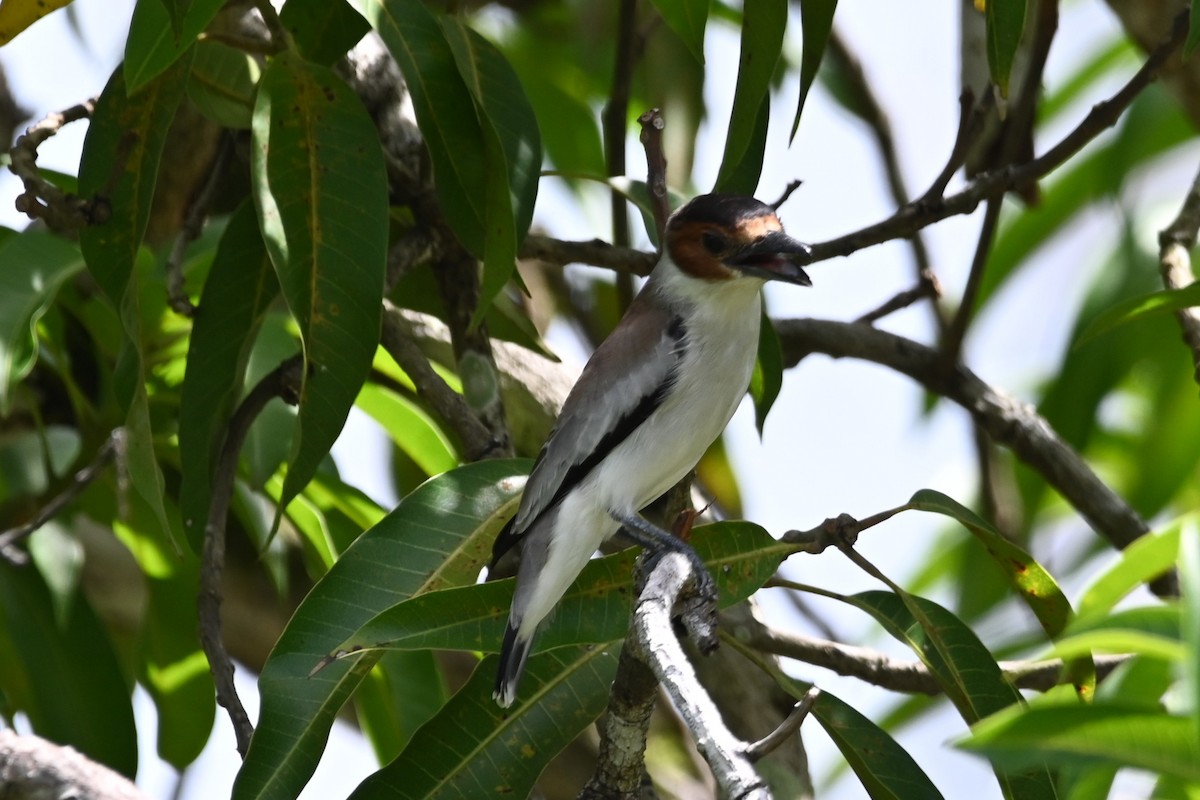 Black-crowned Tityra - ML636824857