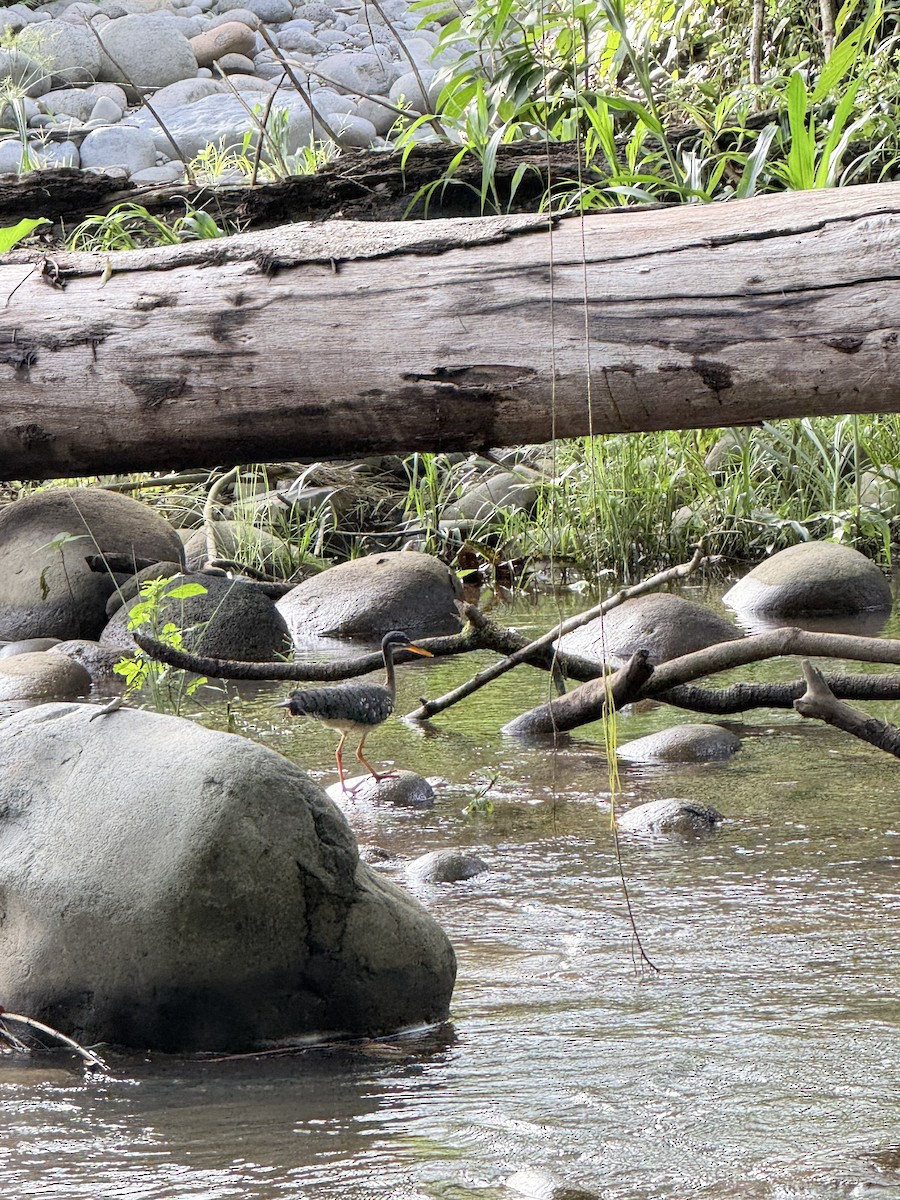 Sunbittern - ML636824898