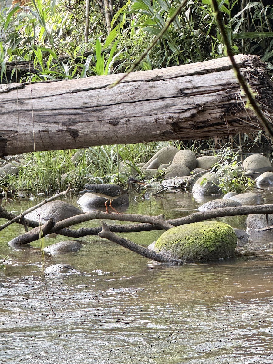 Sunbittern - ML636824899