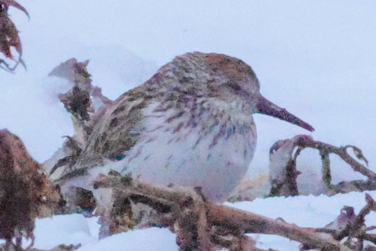 Bergstrandläufer - ML636824905