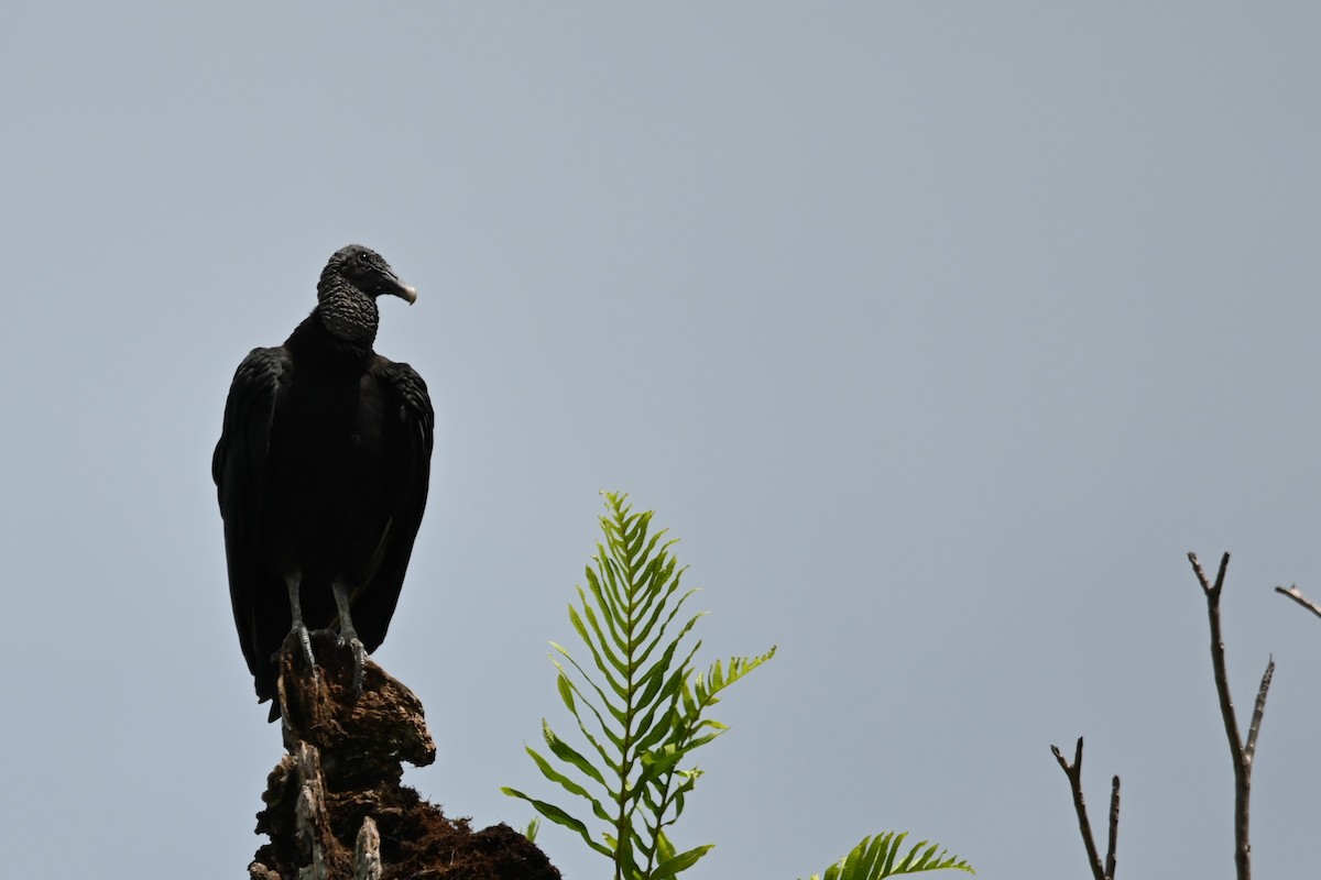 Black Vulture - ML636824907