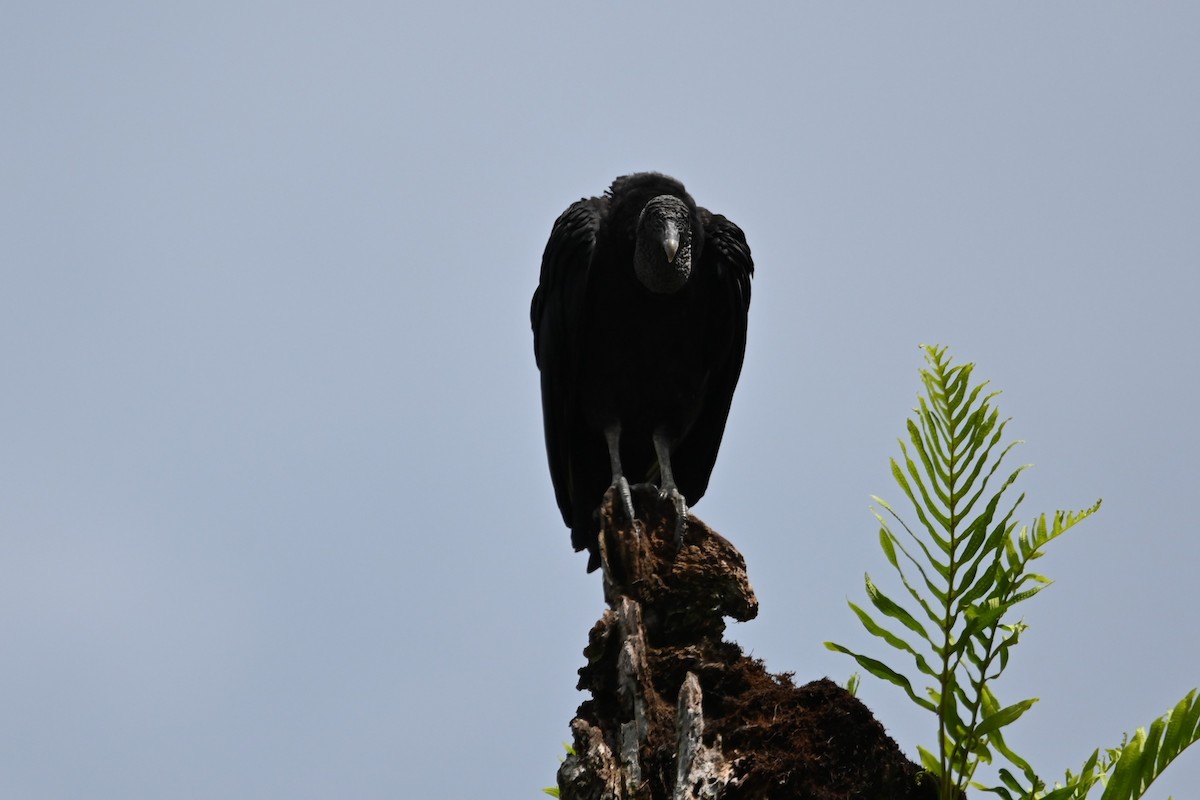 Black Vulture - ML636824908