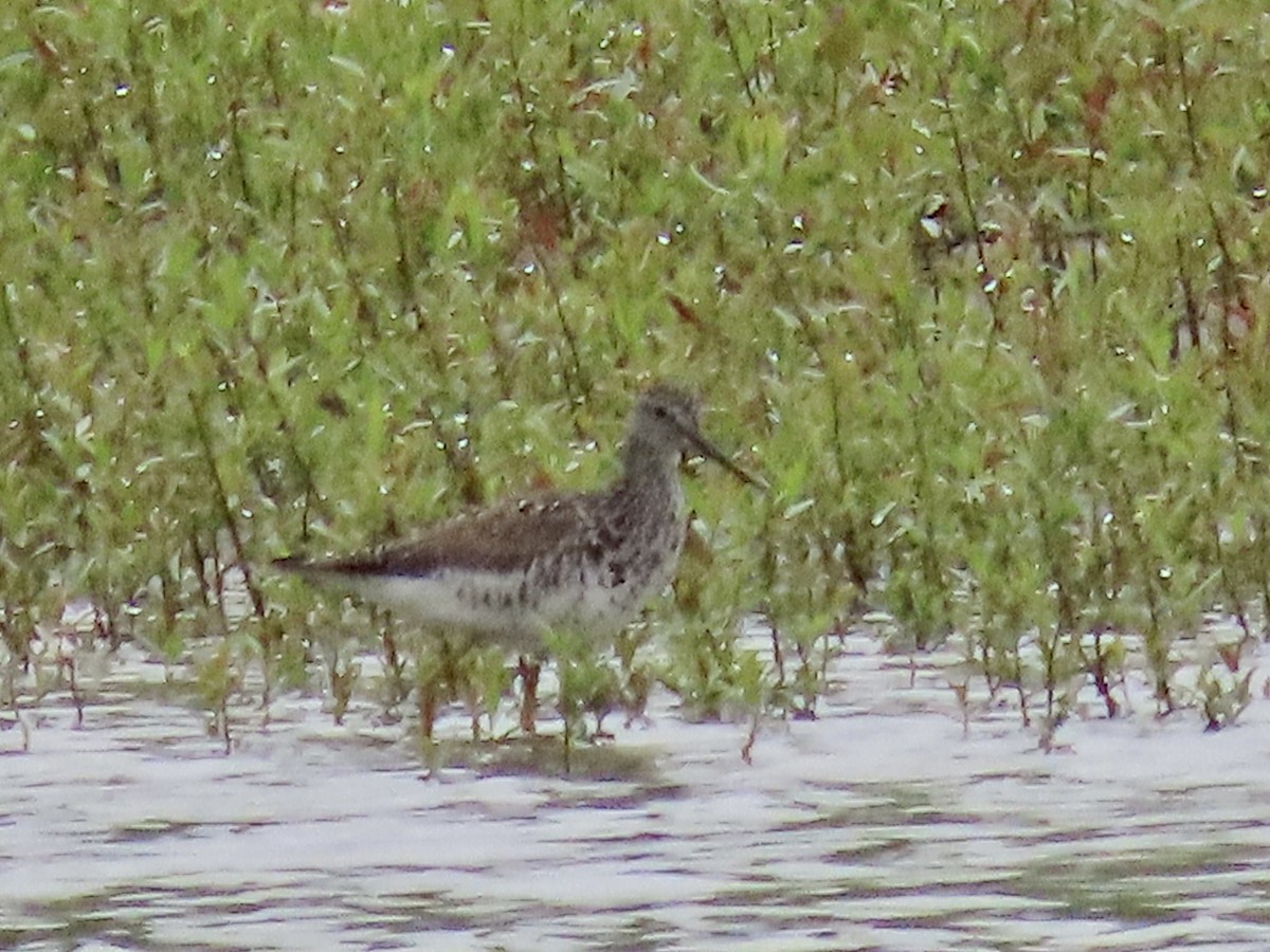Greater Yellowlegs - ML636824911
