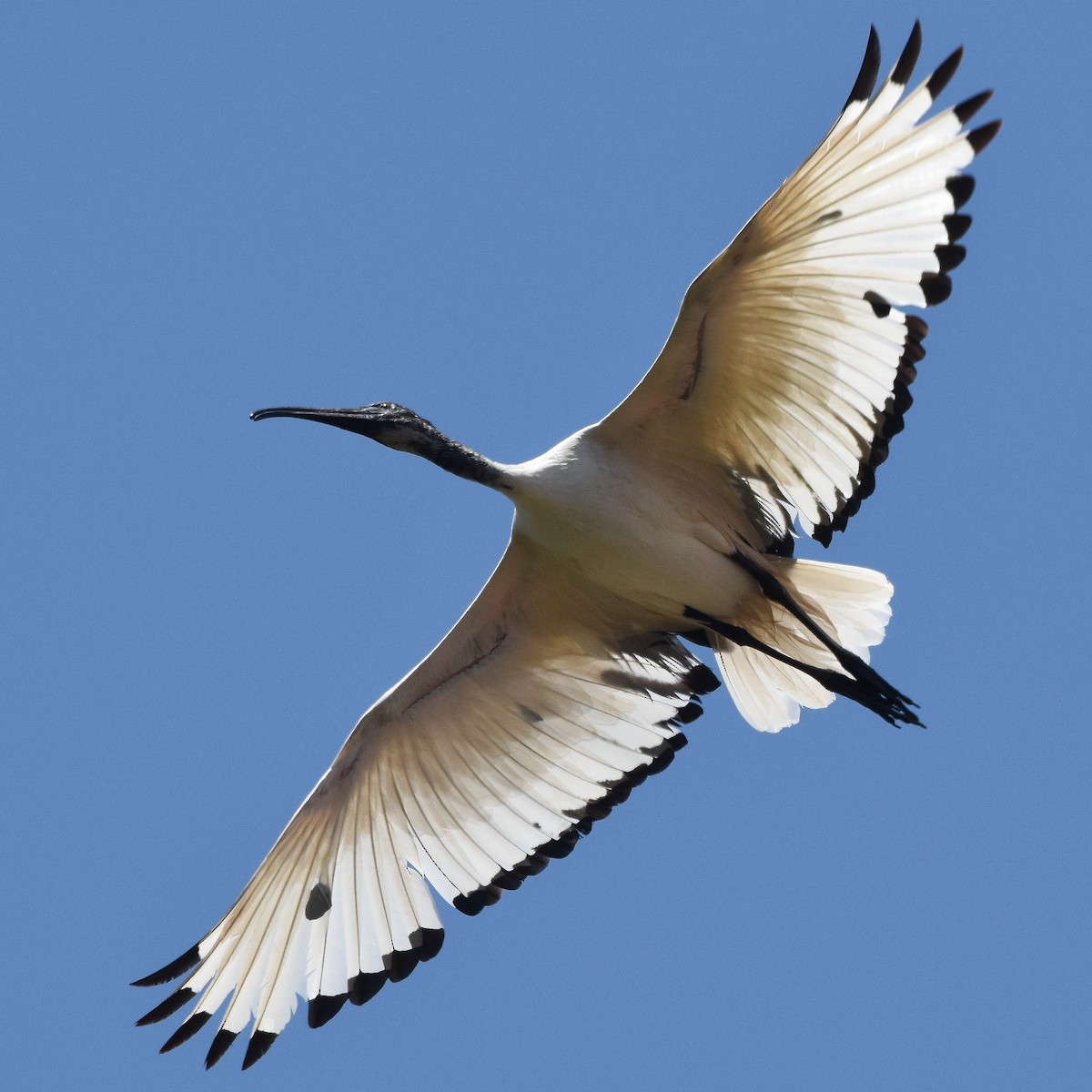 Ібіс священний - ML636824919