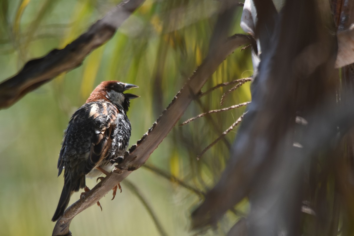 Горобець чорногрудий - ML636824950