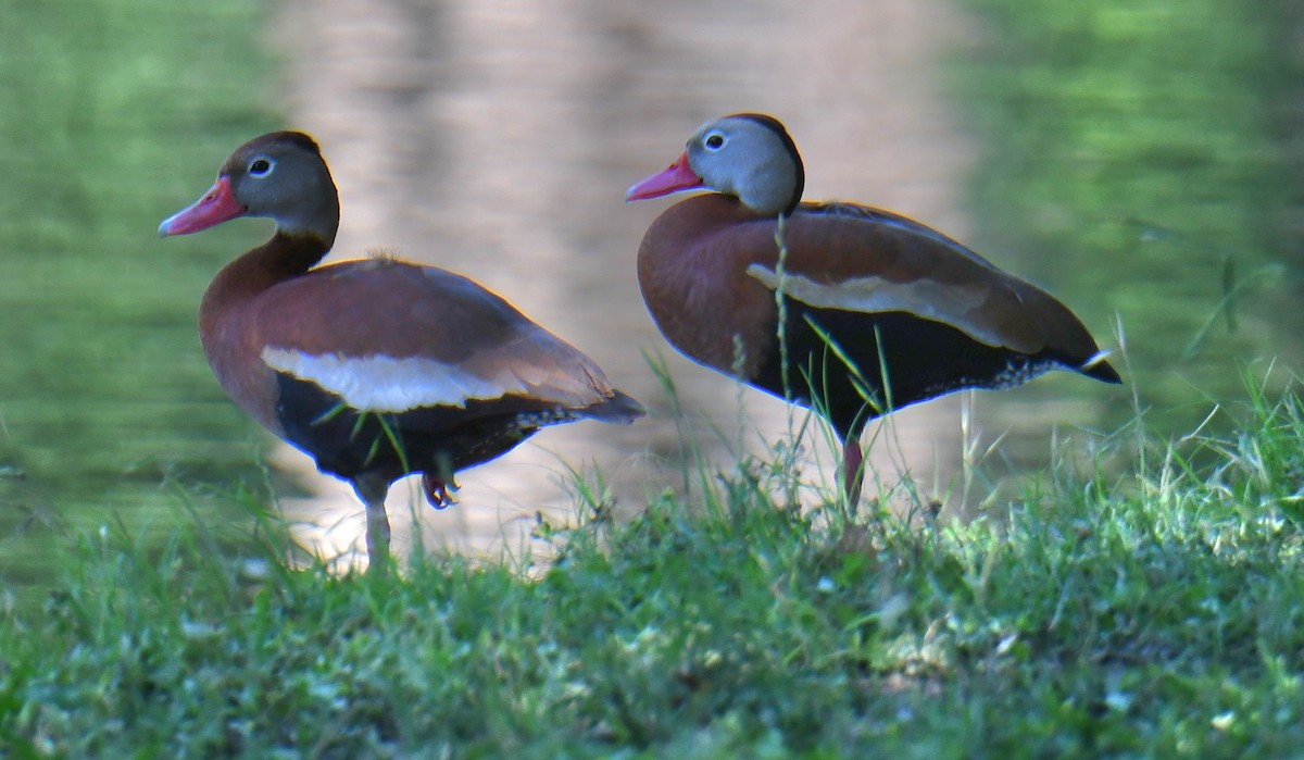 Black-bellied Whistling-Duck - ML636825014