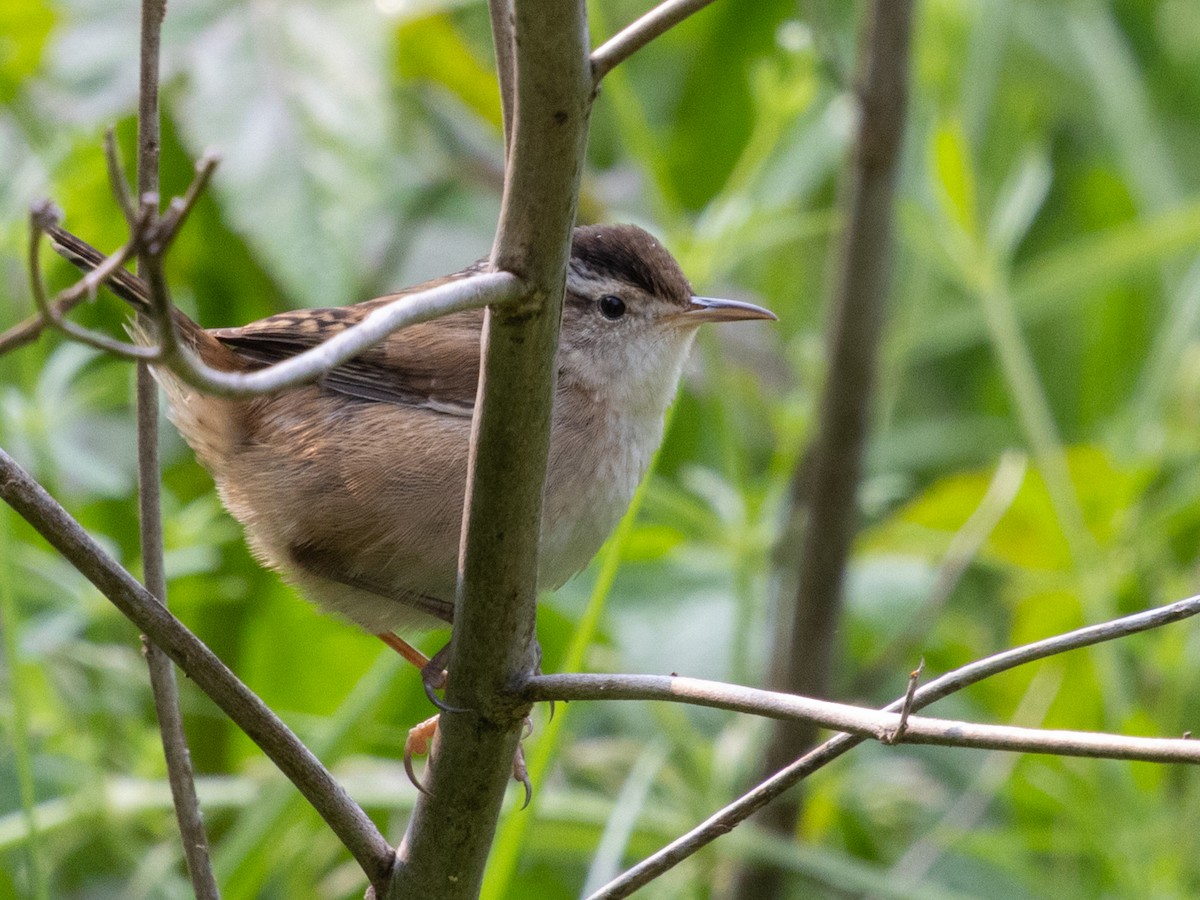 Marsh Wren - ML636825037