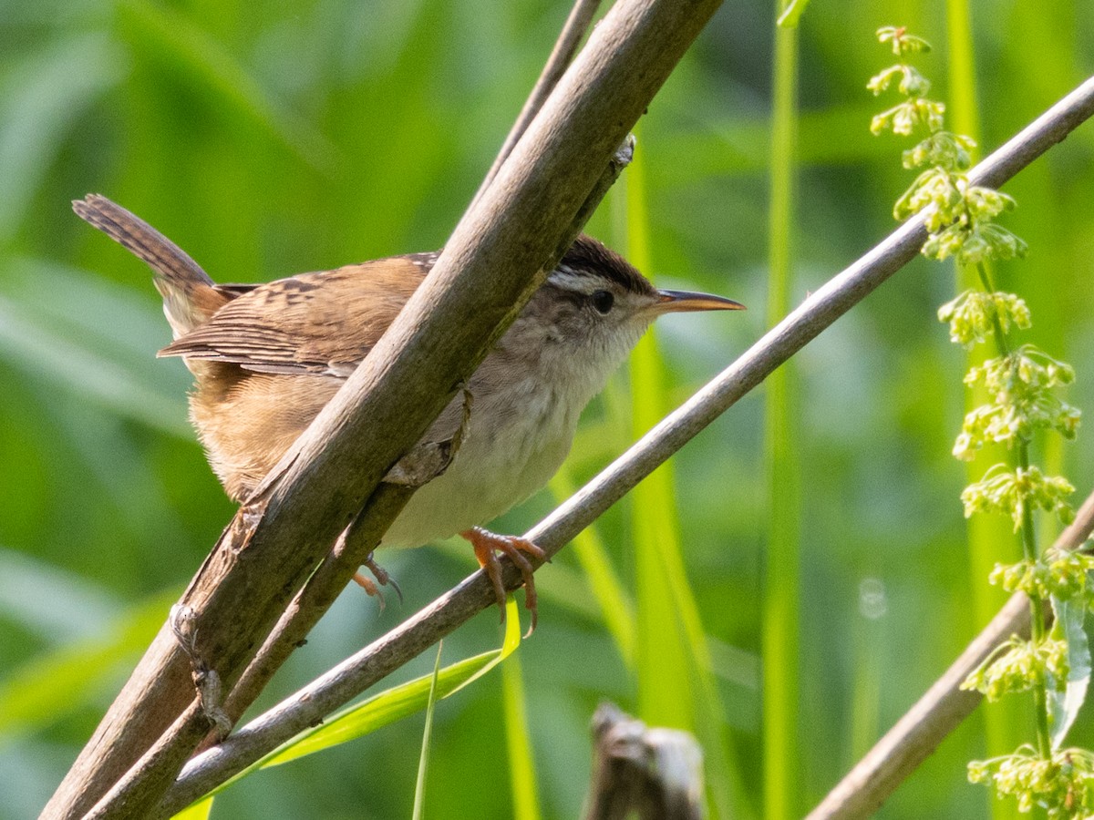 Marsh Wren - ML636825038