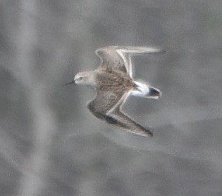 White-rumped Sandpiper - ML636825058