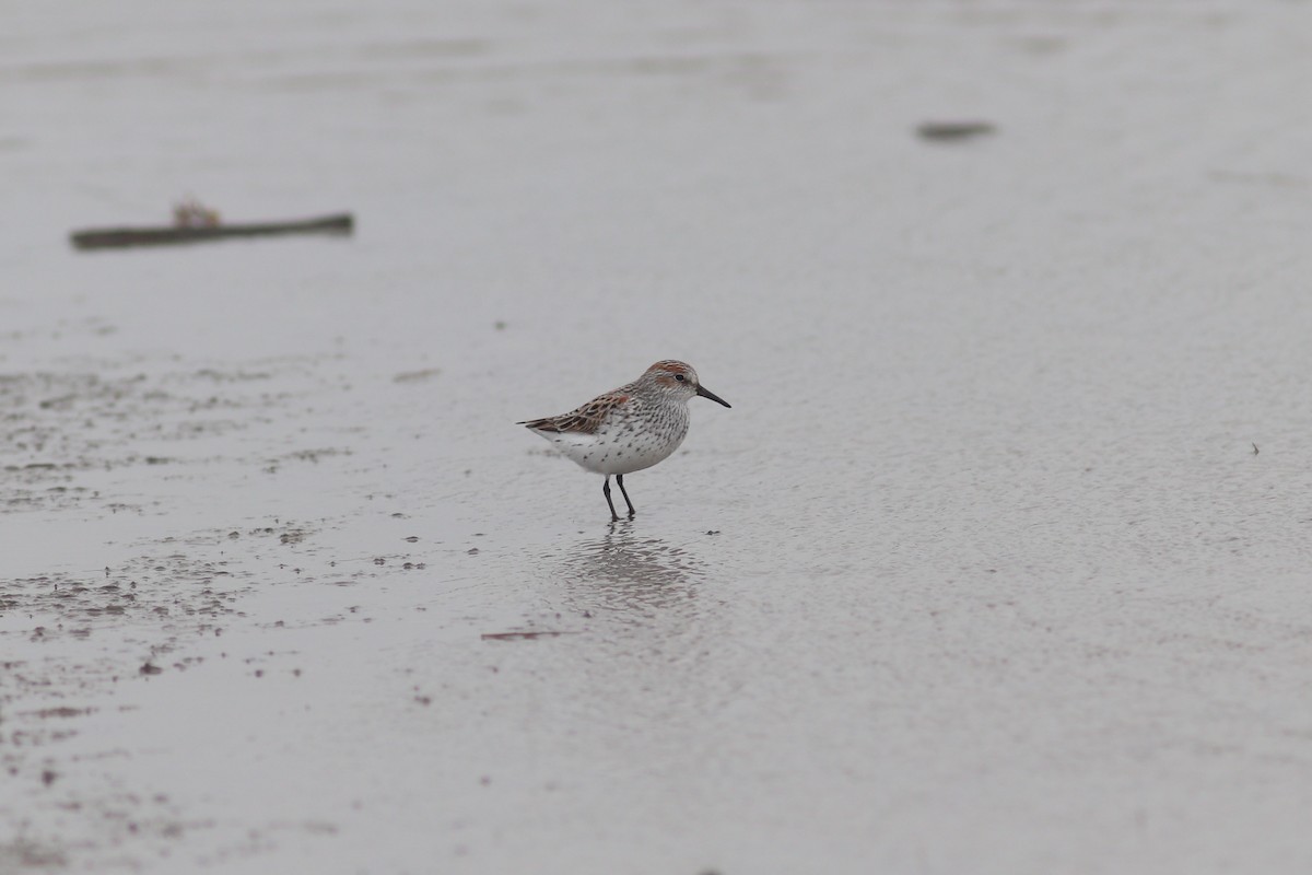 Bergstrandläufer - ML636825072