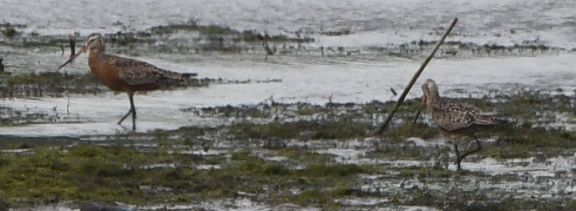 Hudsonian Godwit - ML636825126