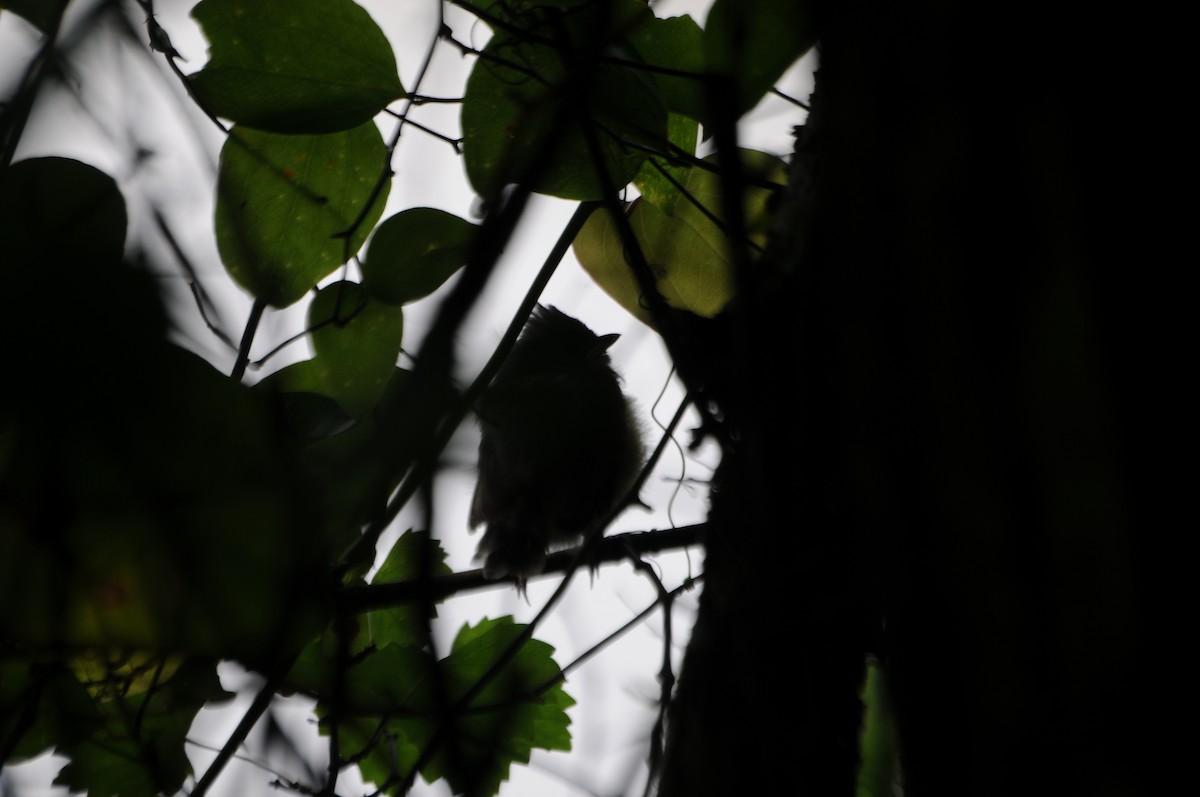Tufted Titmouse - ML636825142