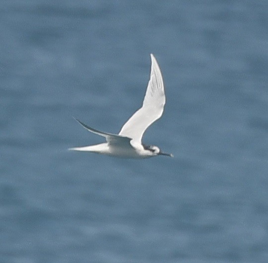 Sandwich Tern - ML636825175
