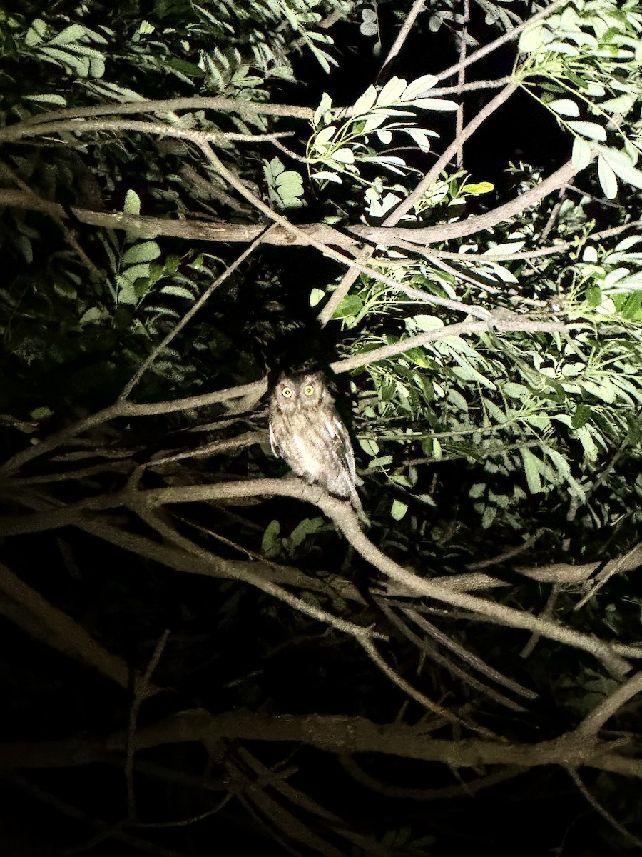 Pacific Screech-Owl - ML636825215