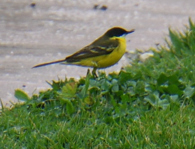 Western Yellow Wagtail - ML636825238
