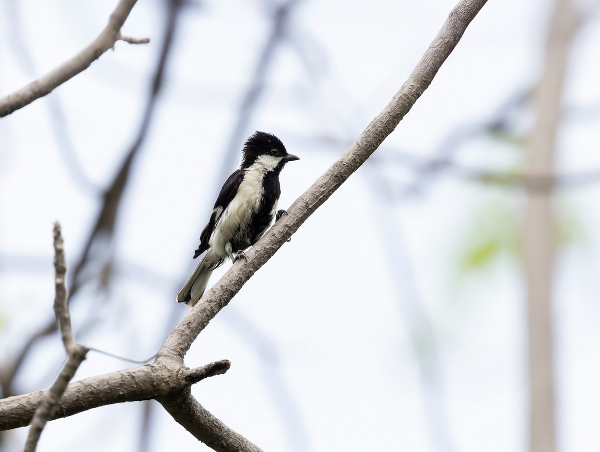 White-naped Tit - ML636825285