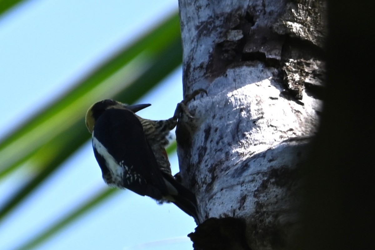 Golden-naped Woodpecker - ML636825293