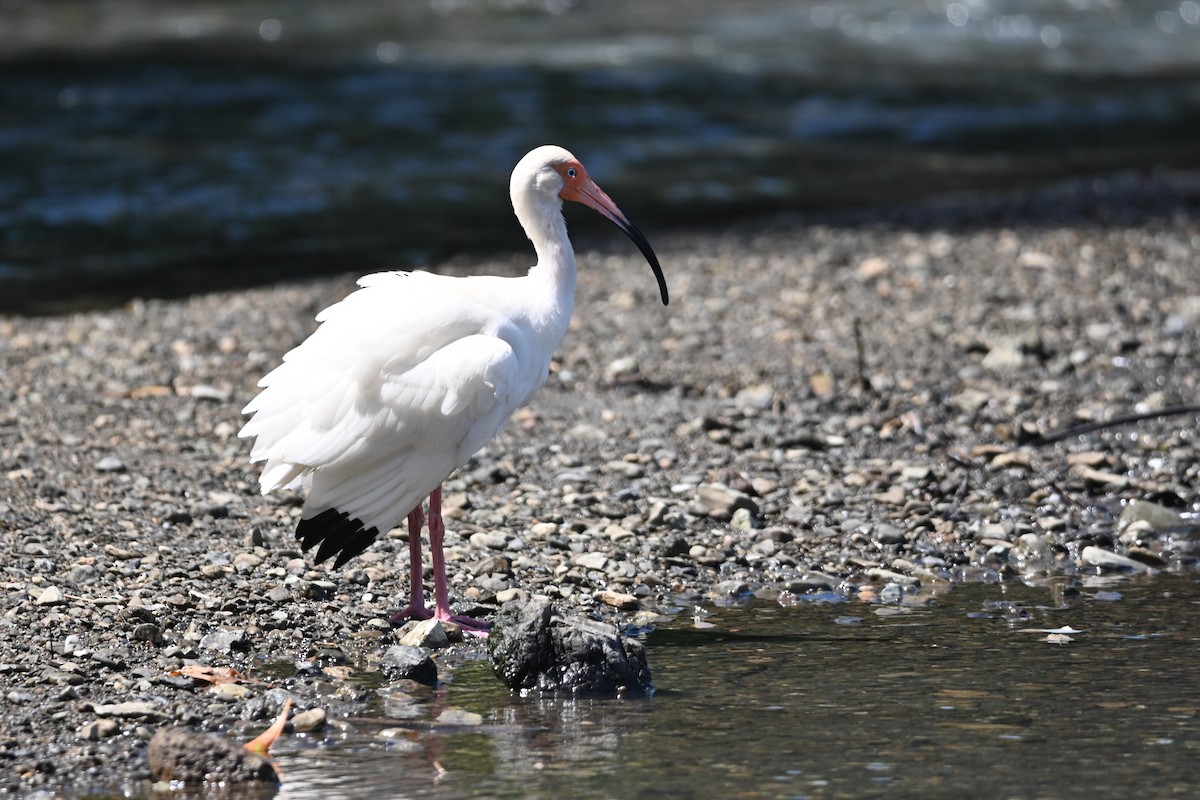 Ibis blanc - ML636825325
