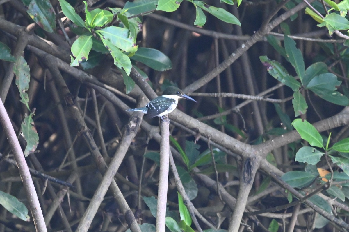Martin-pêcheur vert - ML636825336